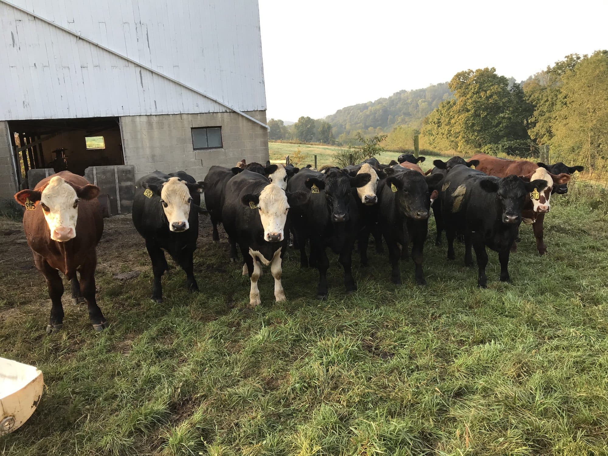 A dozen cattle standing in front of the white barn at Vistamont Farms, hills behind them