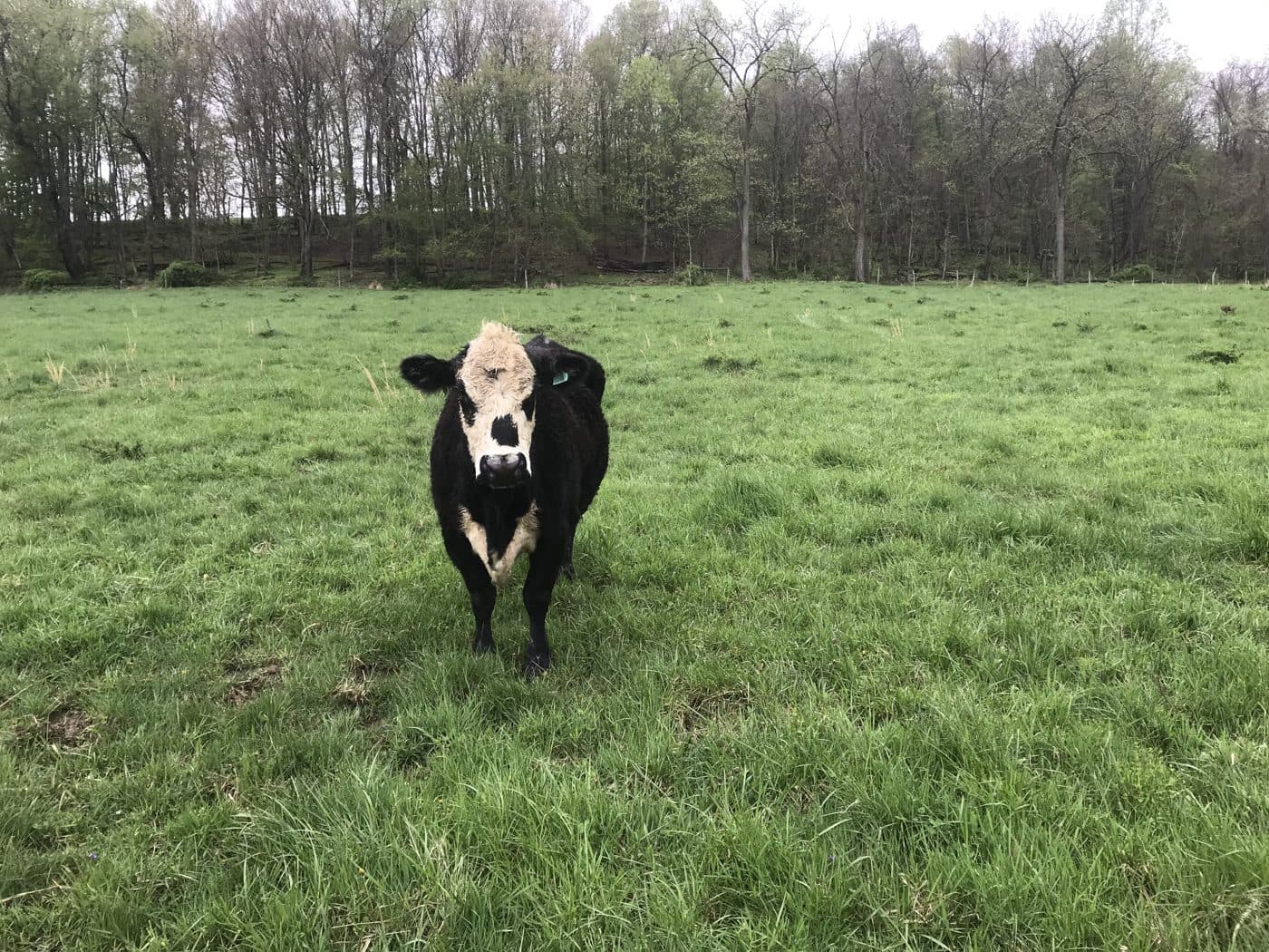 Cattle at Vistamont Farms
